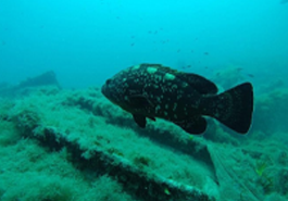 Djerba : Excursion Plongée Découverte à Djerba