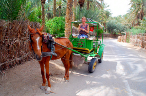 Visite de Tozeur et de son oasis