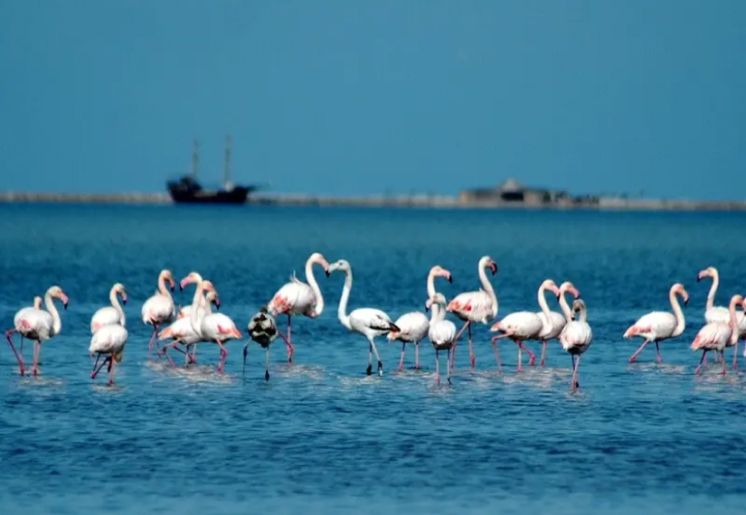 Ankunft an den Flamingo-Inseln